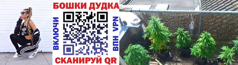 Канабис планчик  kraken   Яблоновский 